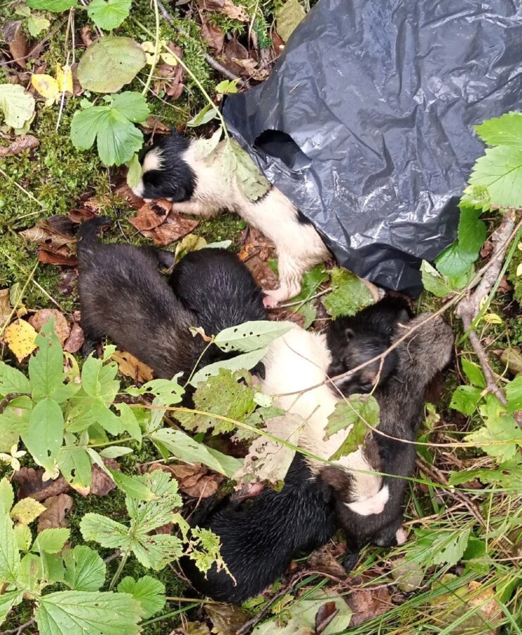 В Тверской области нашли мешок со щенками и просьбой убить